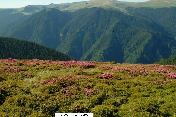 facut dumnica (07 iunie) traseul polovragi curmatura oltetului lacul petrimanu negovanu nedei muchia