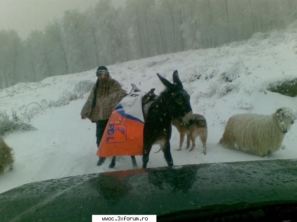 12-13. 12.2009 ceva usor, iarna... cred asta este ciobanul care spunea echipa nisan patrolul sarit