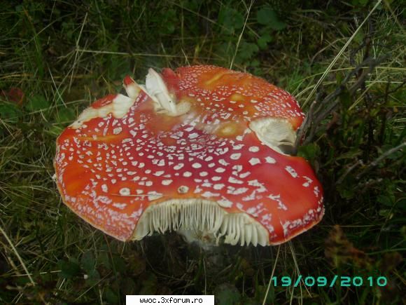 19-20 cabana gerea - aceasta e ciuperca - Intalniri la sfarsit de saptamana