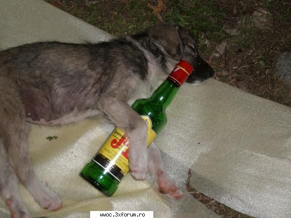 Intalnire saptamanala "vinoasa"... - obosit rau!!!!! - Secretele lui Bachus