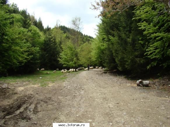 Offroad sau plimbare?!? - apoi intram in padure - Intalniri la sfarsit de saptamana