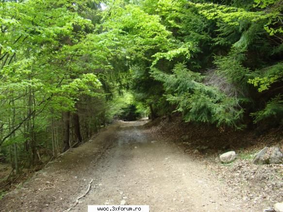 Offroad sau plimbare?!? - drumul forestier - Intalniri la sfarsit de saptamana