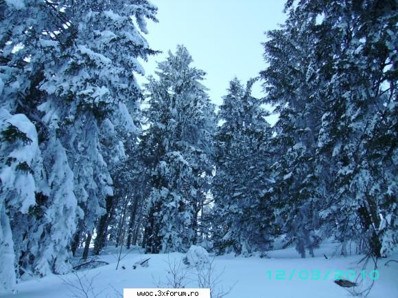 iesire in golul alpin,cota 1800 ----perpedes... - yanosh - Intalniri la sfarsit de saptamana